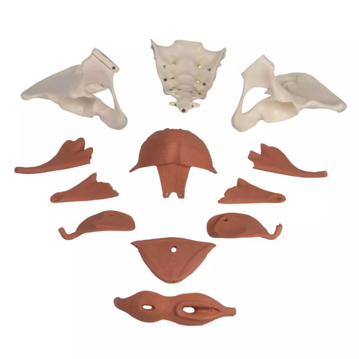  Weibliches Beckenbodenmodell
