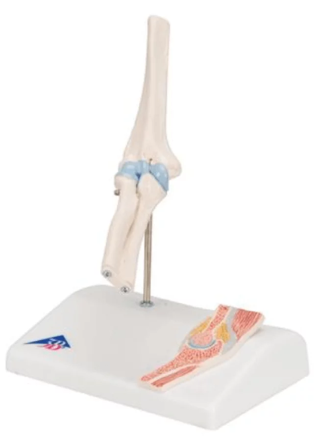  Mini-Modell Ellenbogengelenk