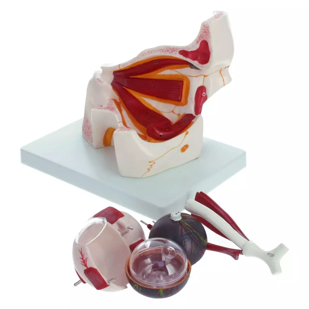  Anatomisches Modellauge