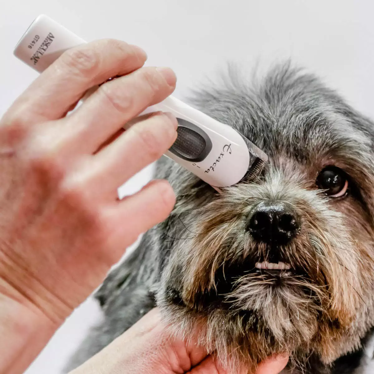  Exacta GT416 Schermaschine für Tiere