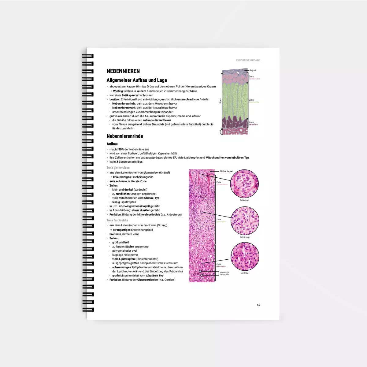 Histologie Lernskript Histologie Lernskript