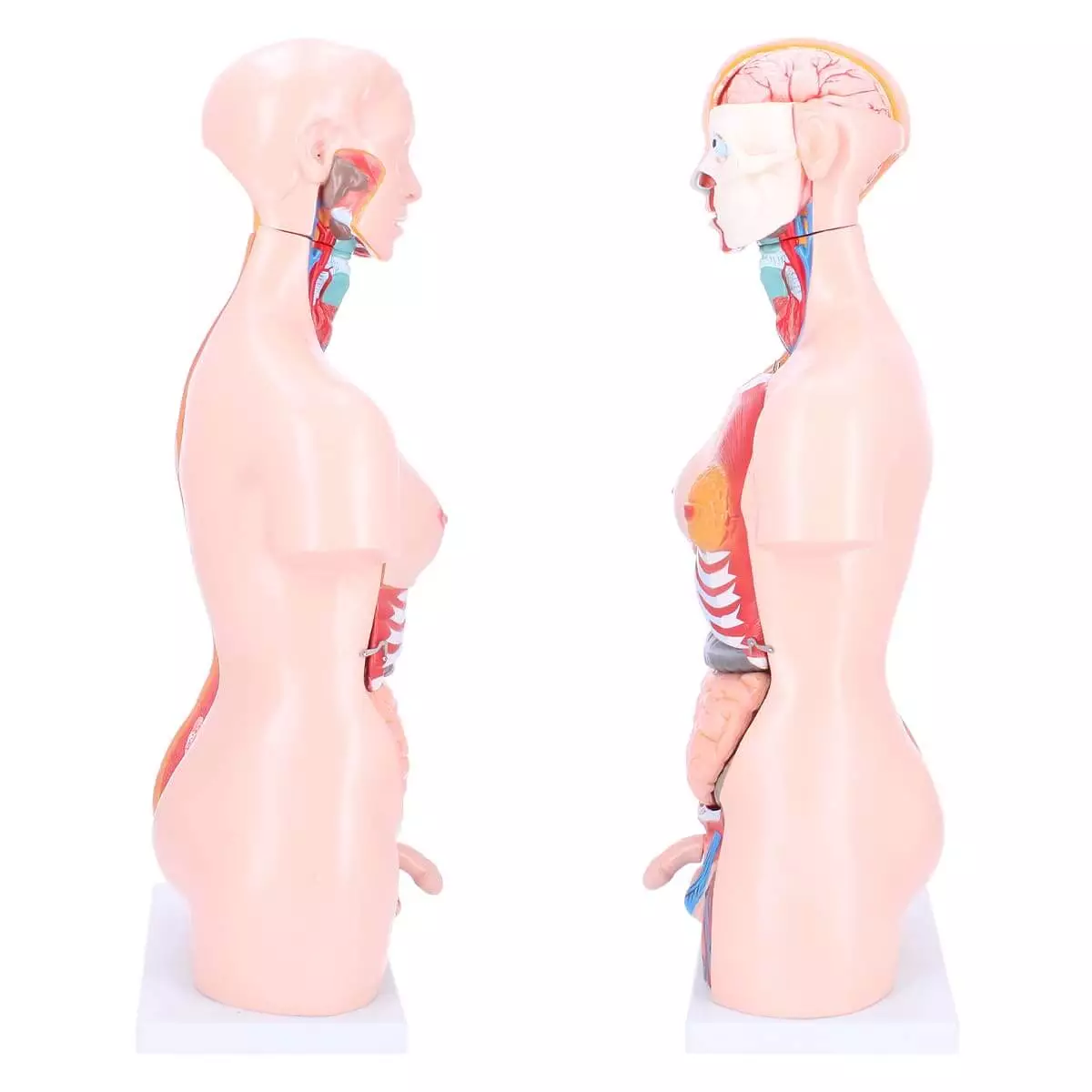  Zweigeschlechtlicher Modell-Torso