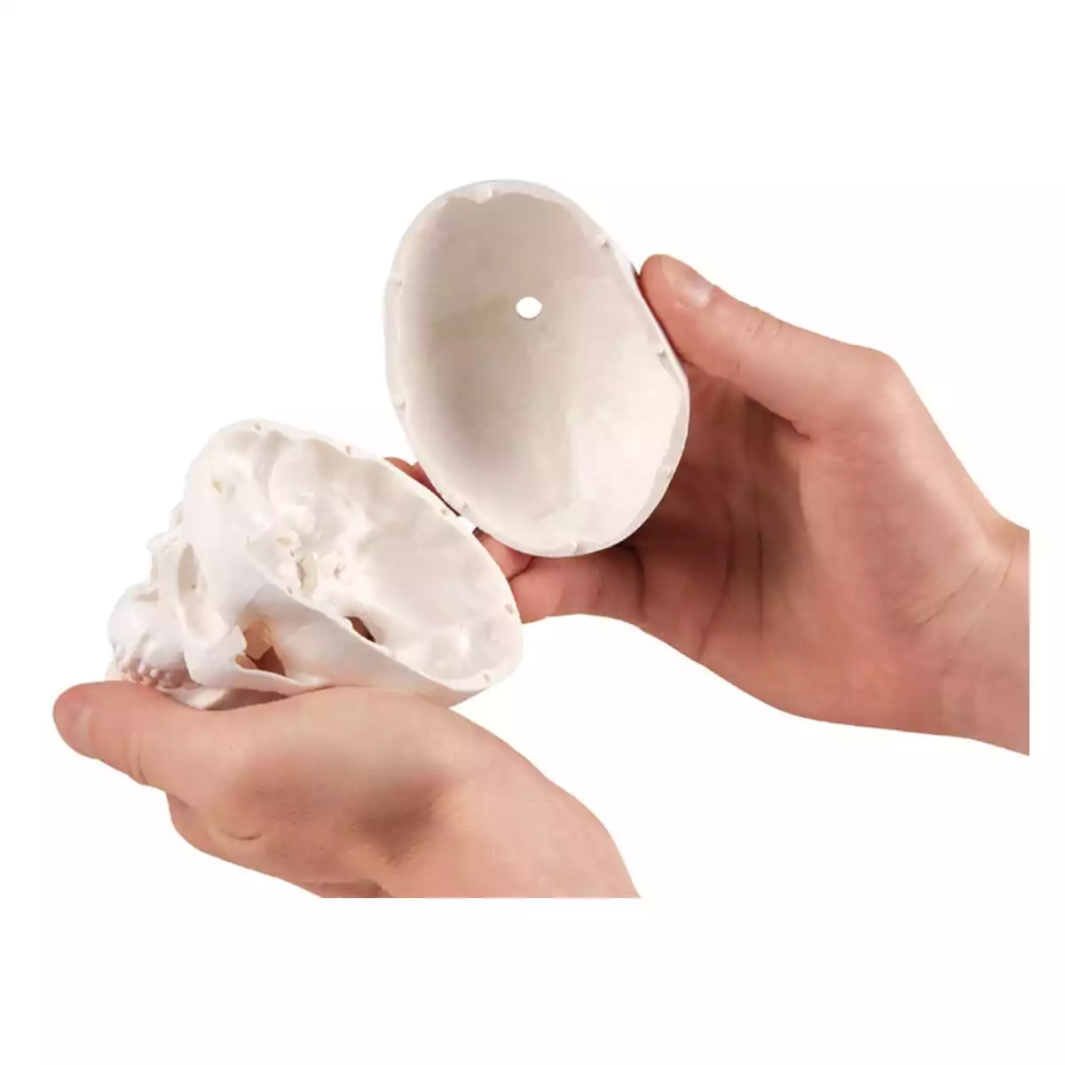  Miniatur Schädel mit Stativ