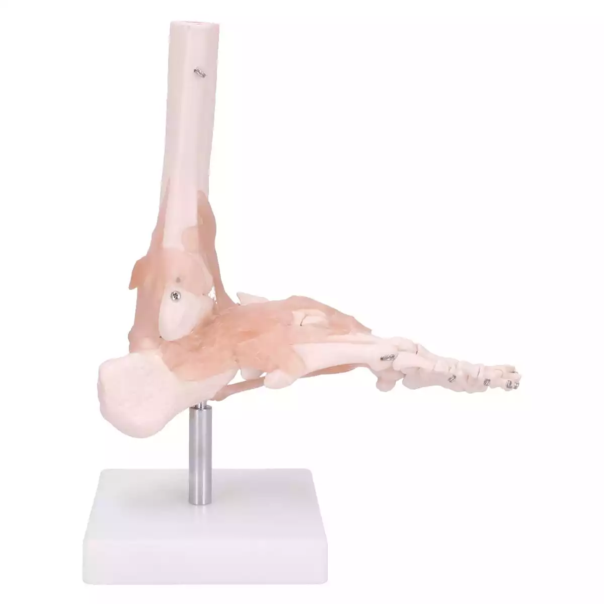  Modell Anatomisches Fuß-Skelett