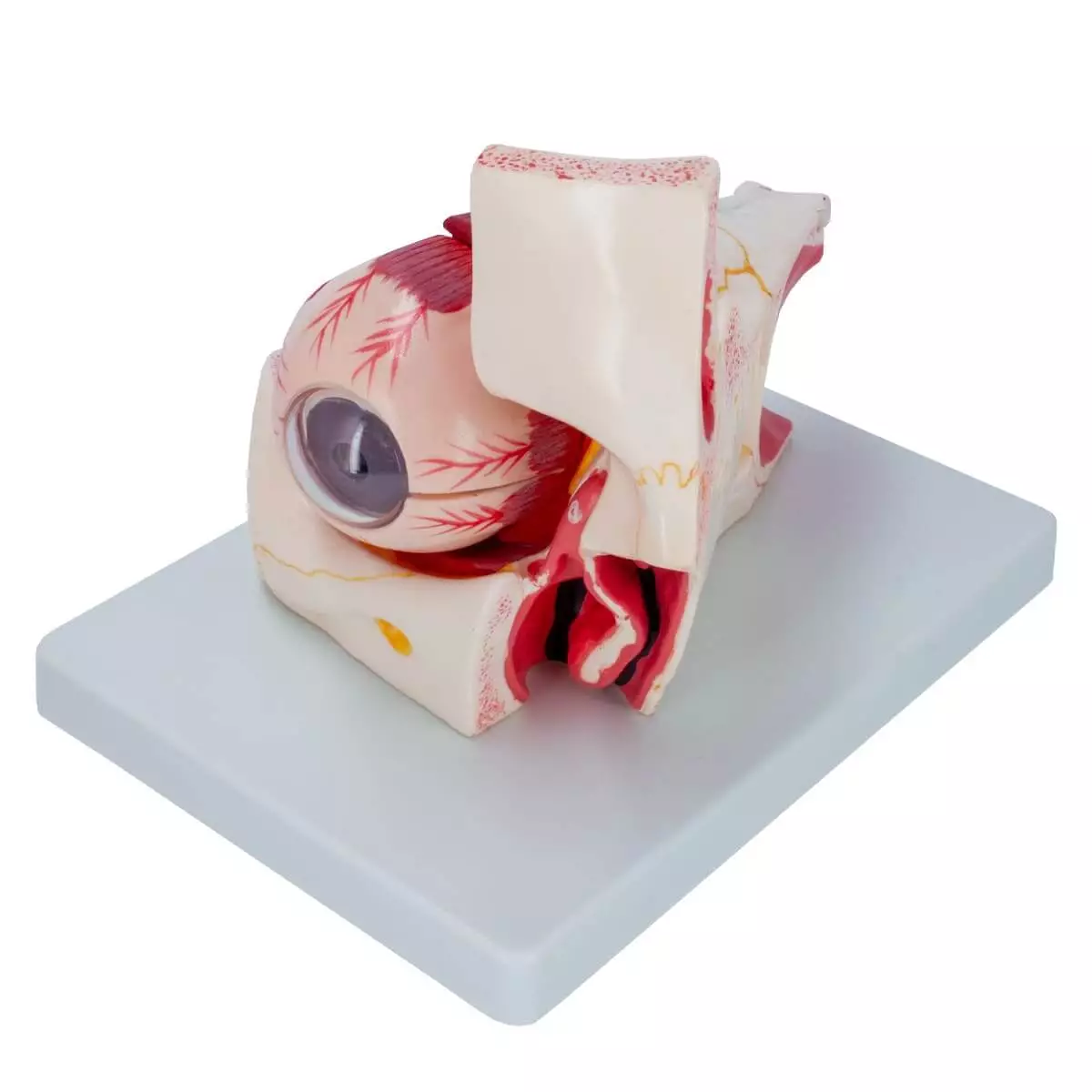  Anatomisches Modellauge