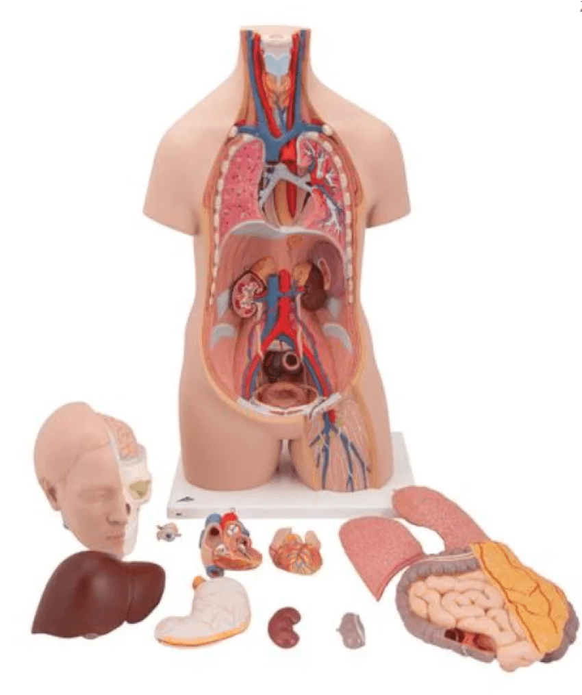  Modell Standard-Torso