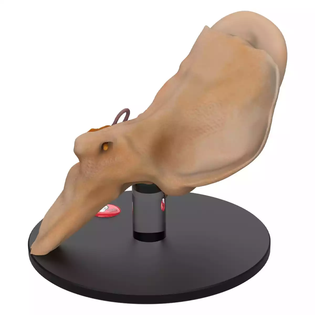  Anatomisches Ohr-Modell "Auris"