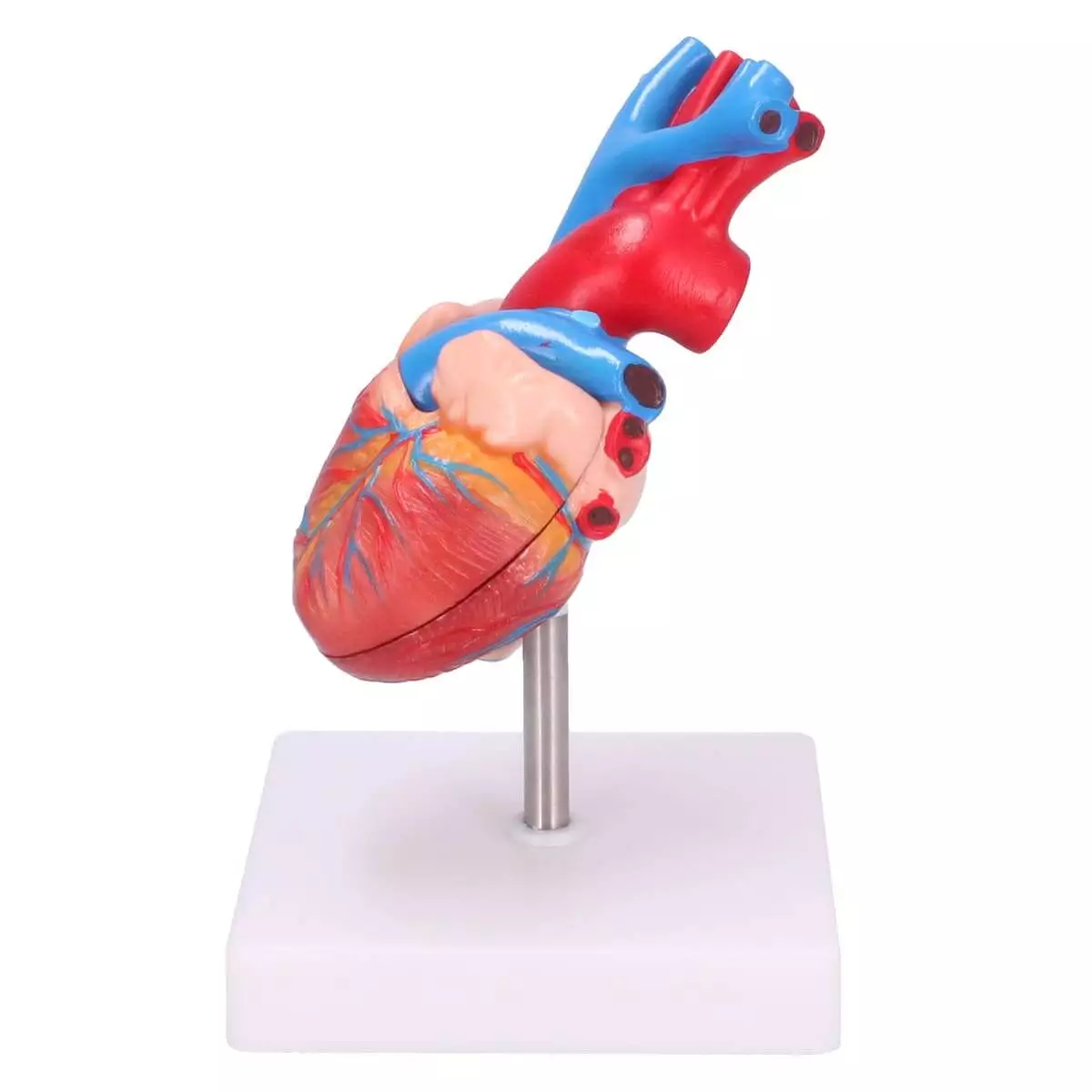  Anatomisches Herz-Modell