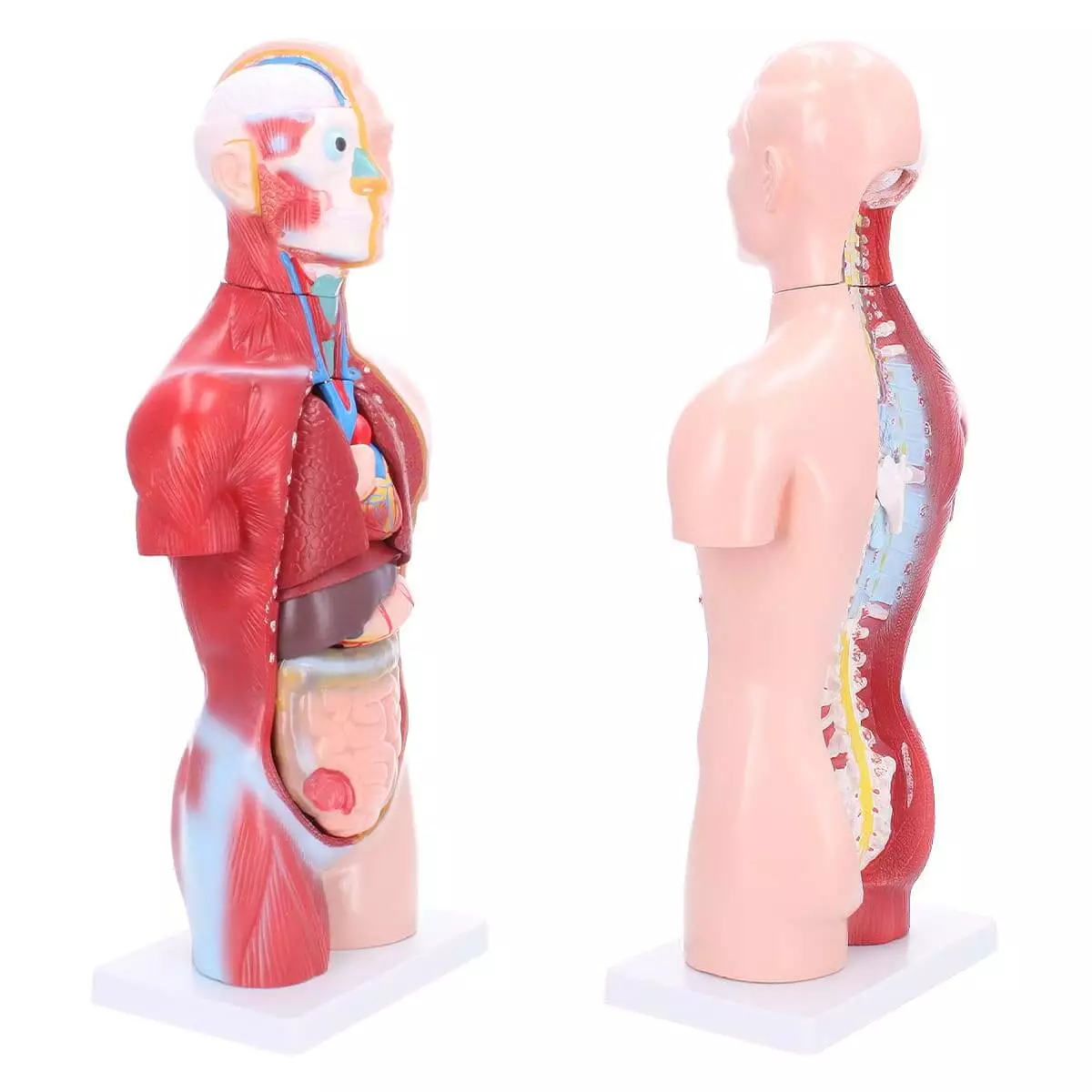  Torso-Modell