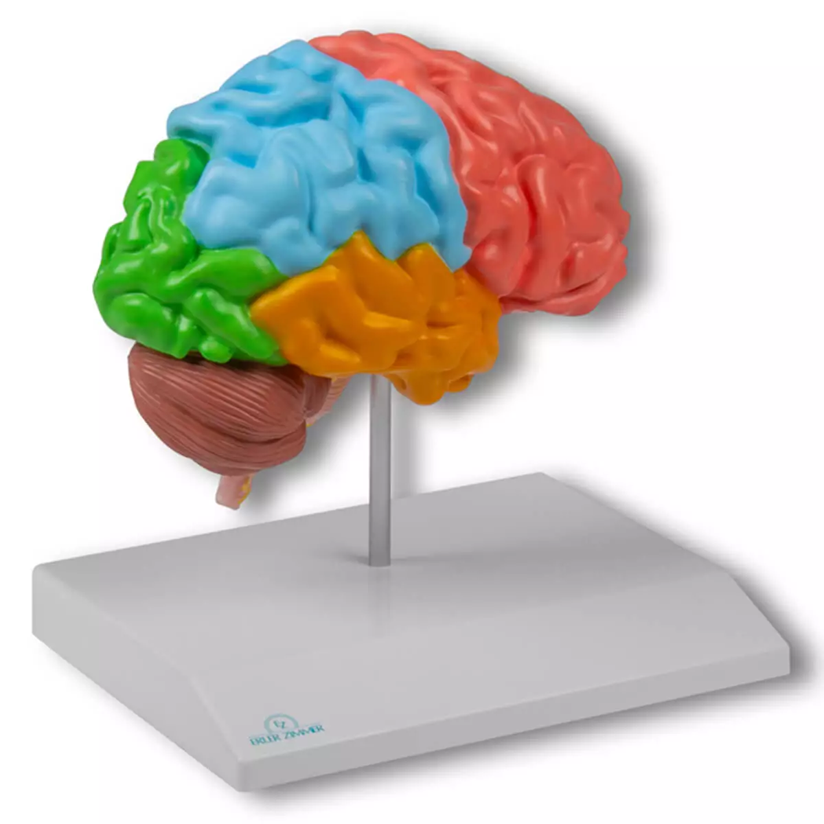  Modell Gehirnhälfte regional für EZ Augmented Anatomy Lern App