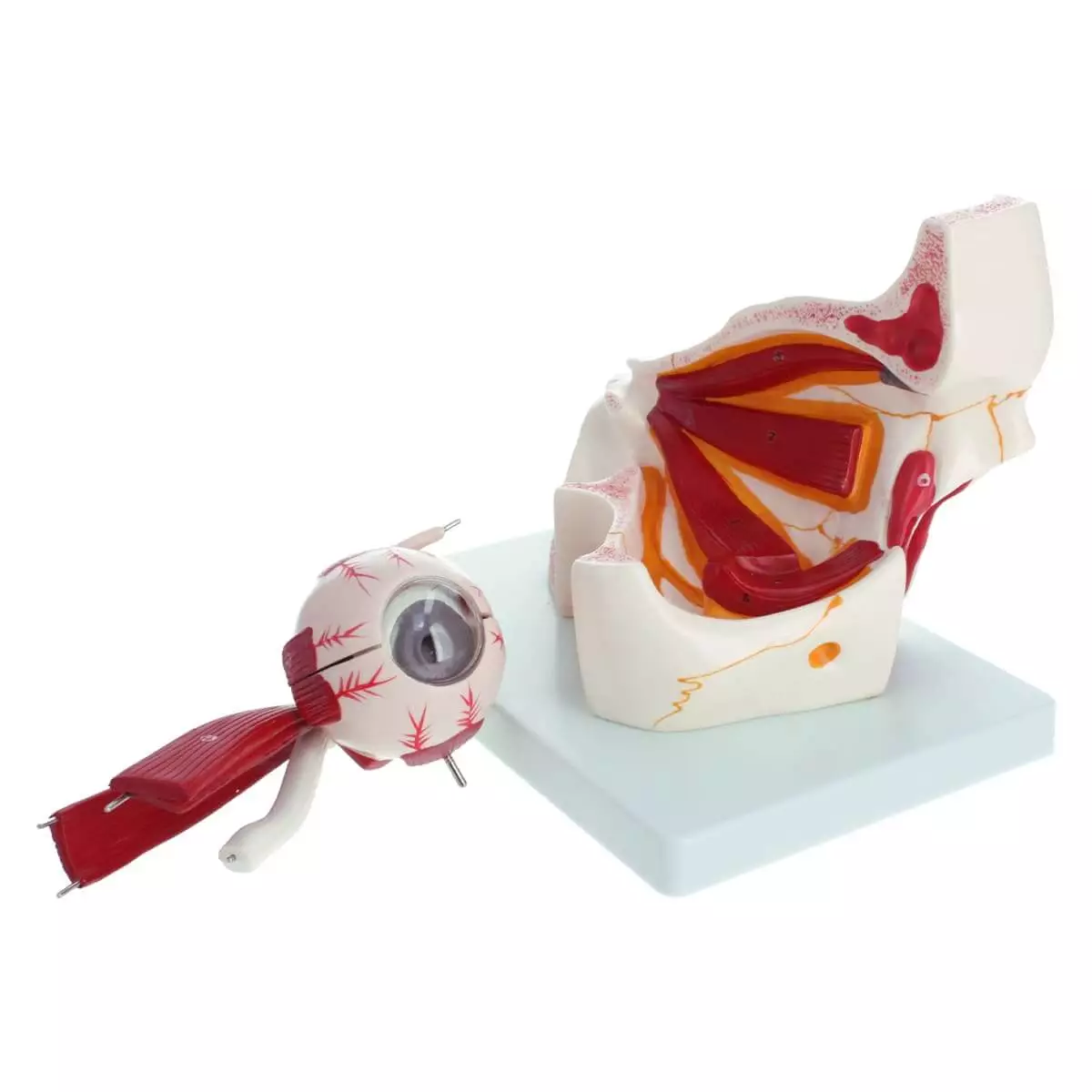 Anatomisches Modellauge