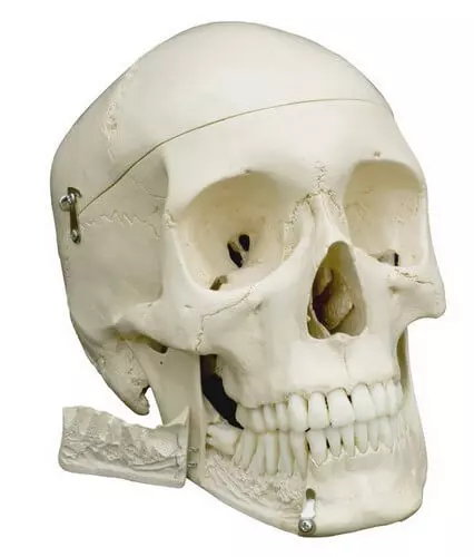  Homo-Schädel Modell