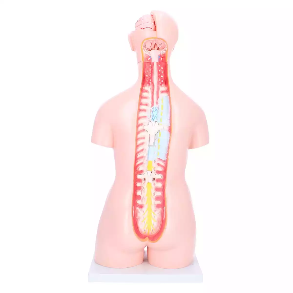  Zweigeschlechtlicher Modell-Torso