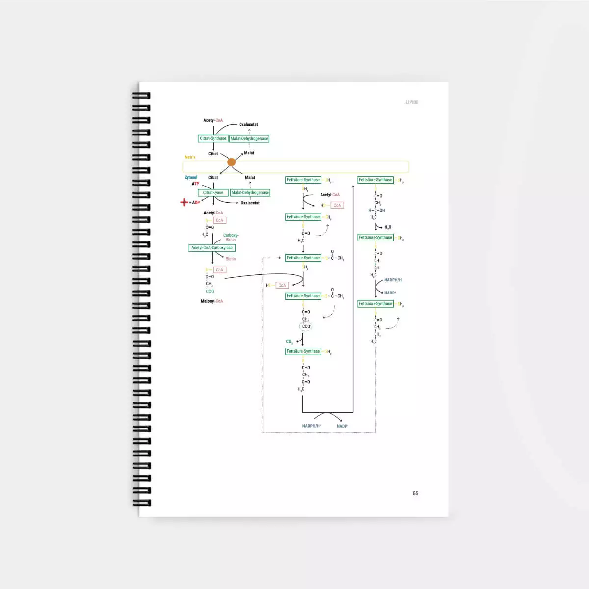  Biochemie Lernskript