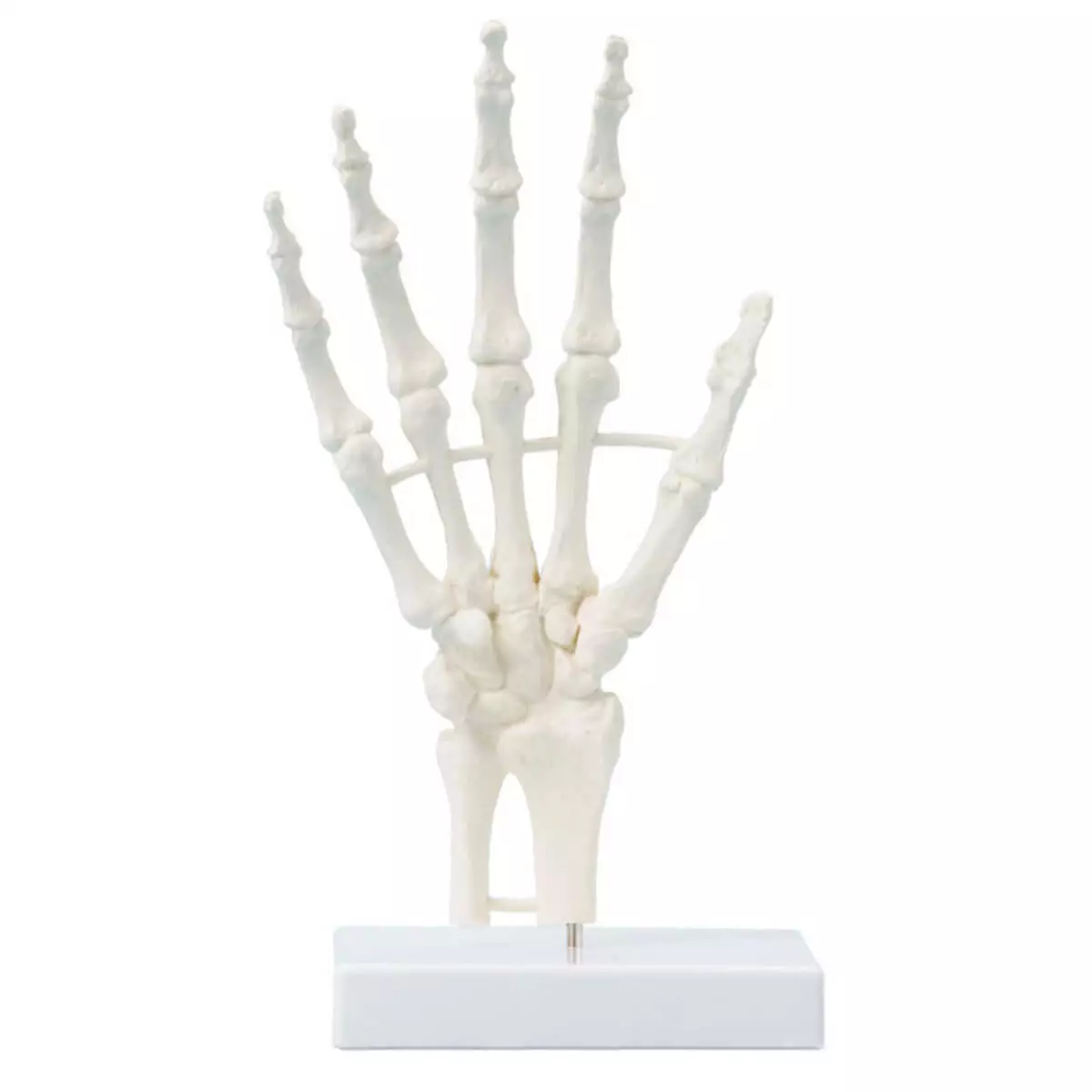  Handskelett mit Stativ