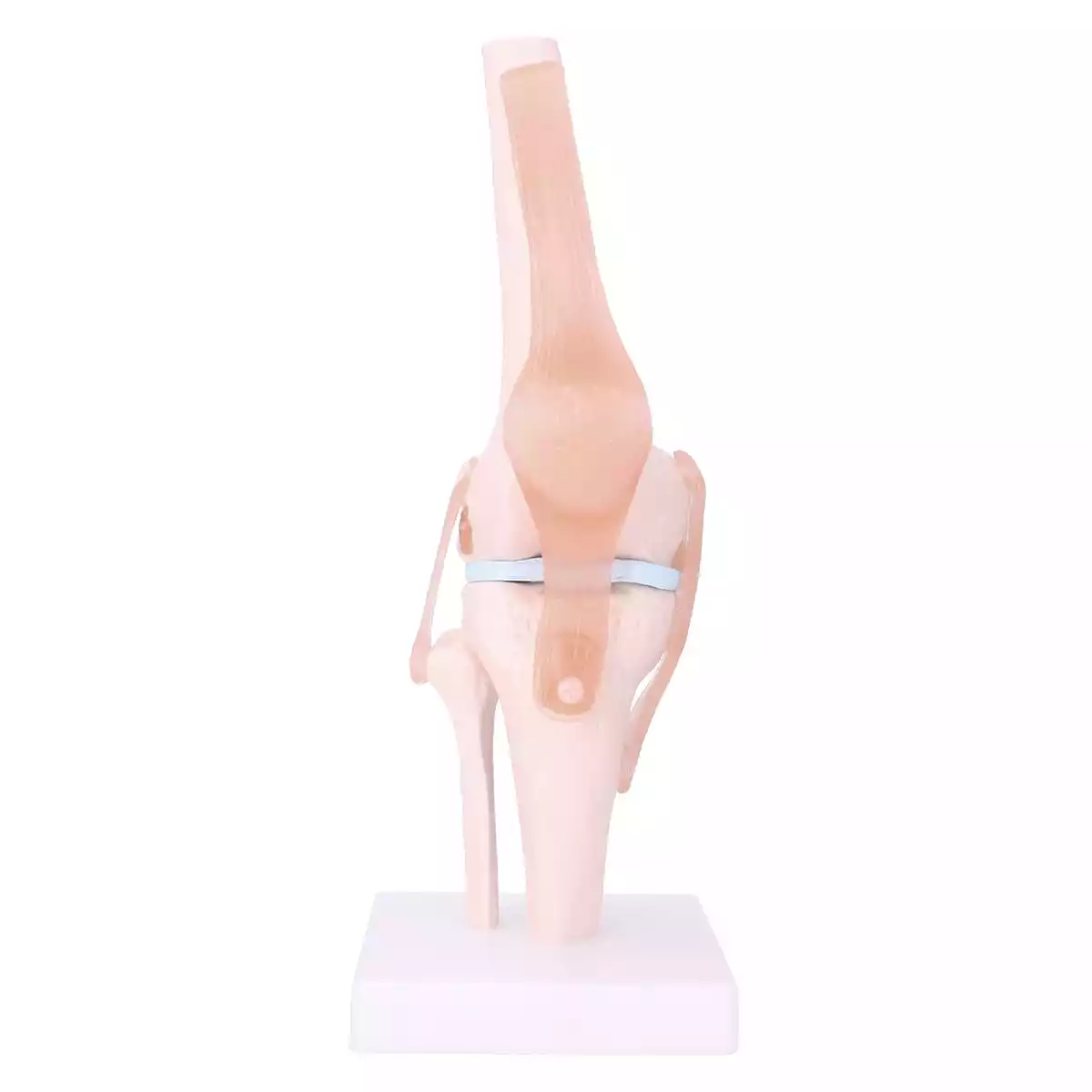  Anatomisches Kniegelenk-Modell