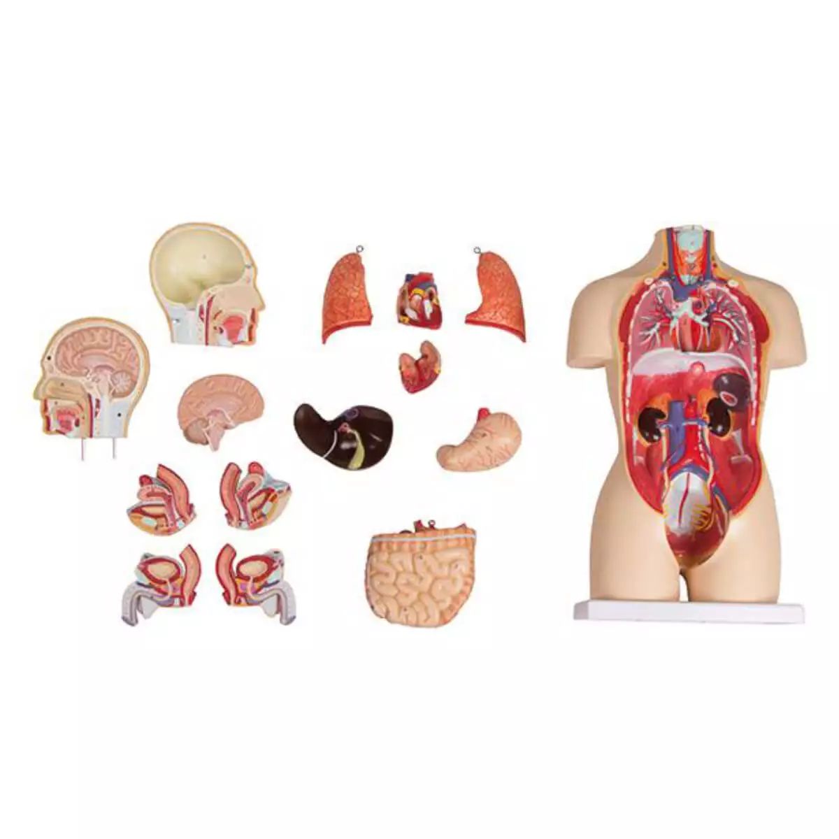  Modell Miniaturtorso
