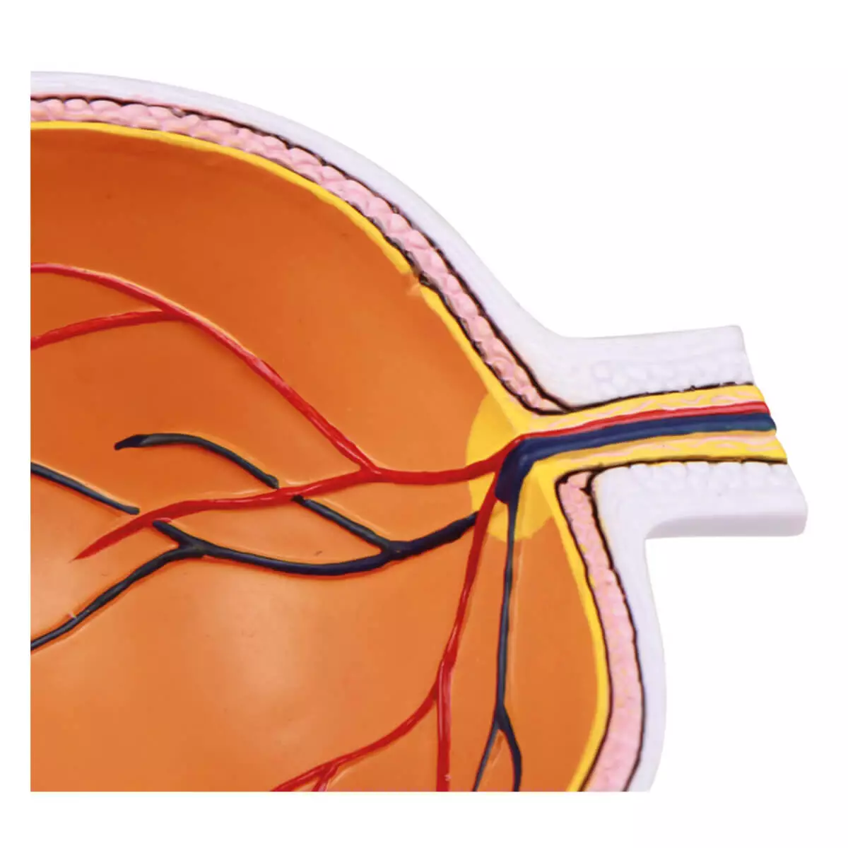  Augenhälfte vergrößert - EZ Augmented Anatomy