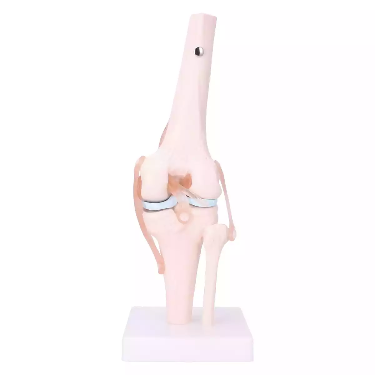  Anatomisches Kniegelenk-Modell