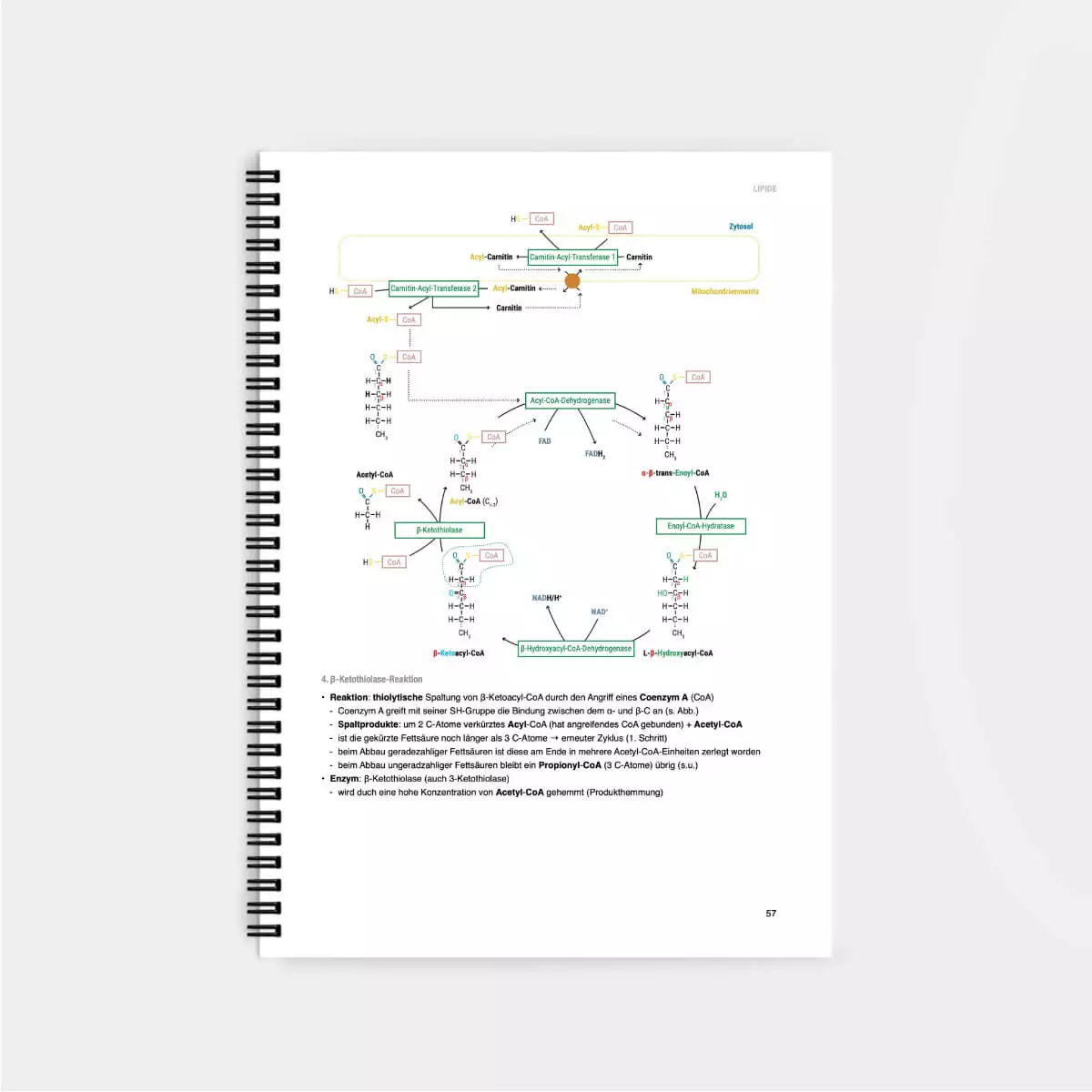  Biochemie Lernskript
