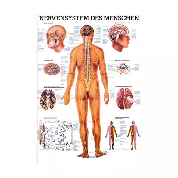  Lehrtafel – Das Nervensystem des Menschen