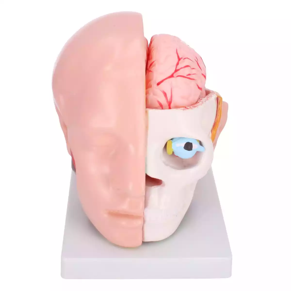  Anatomisches Kopfmodell mit Gehirn