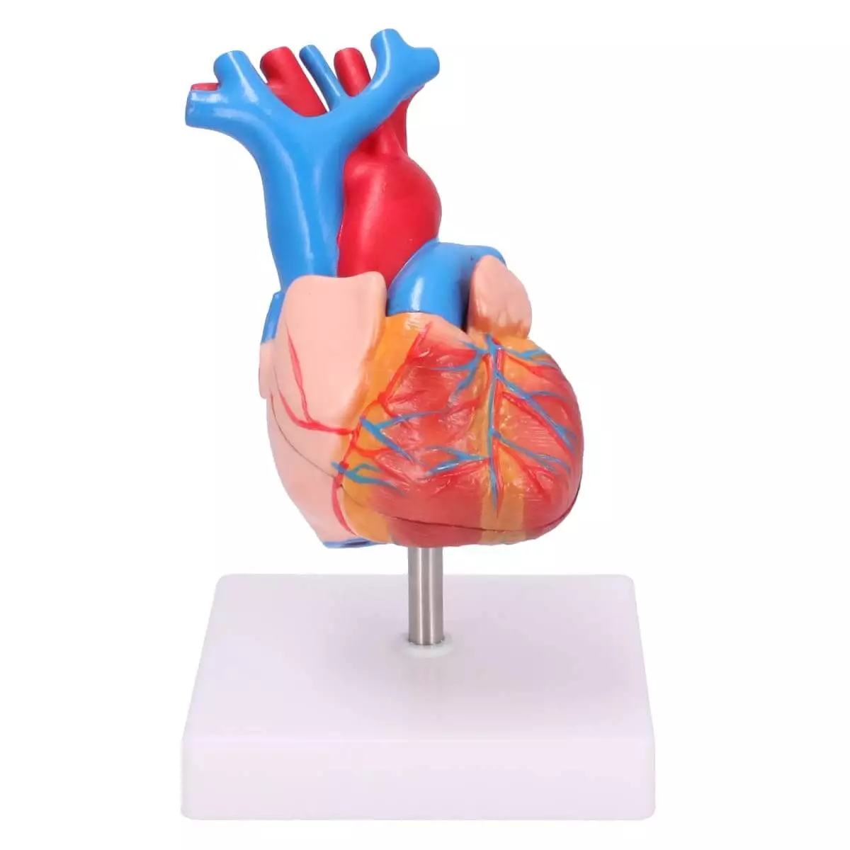  Anatomisches Herz-Modell