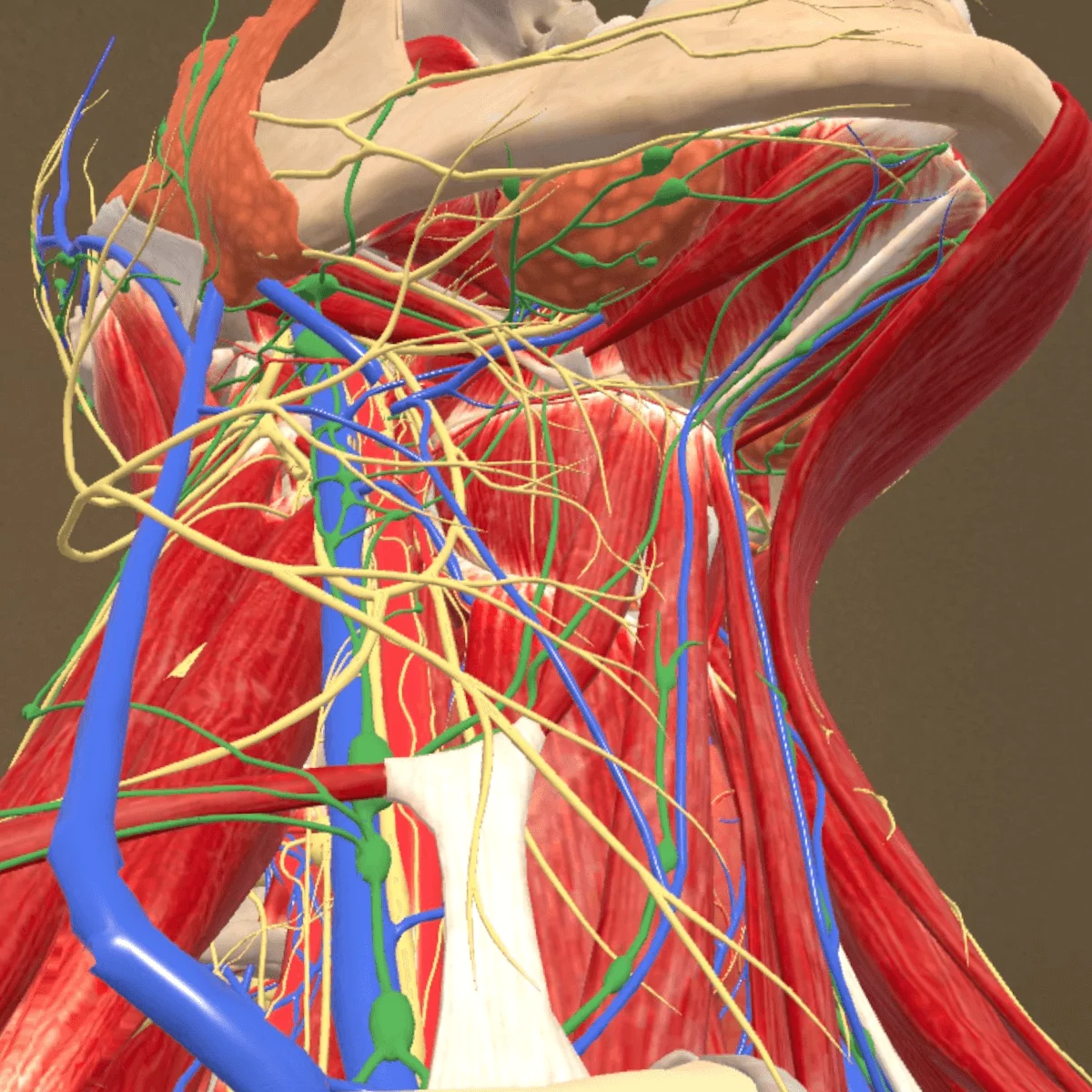  Mixed-Reality Anatomie-App "Corpus" für Meta Quest 3/3S