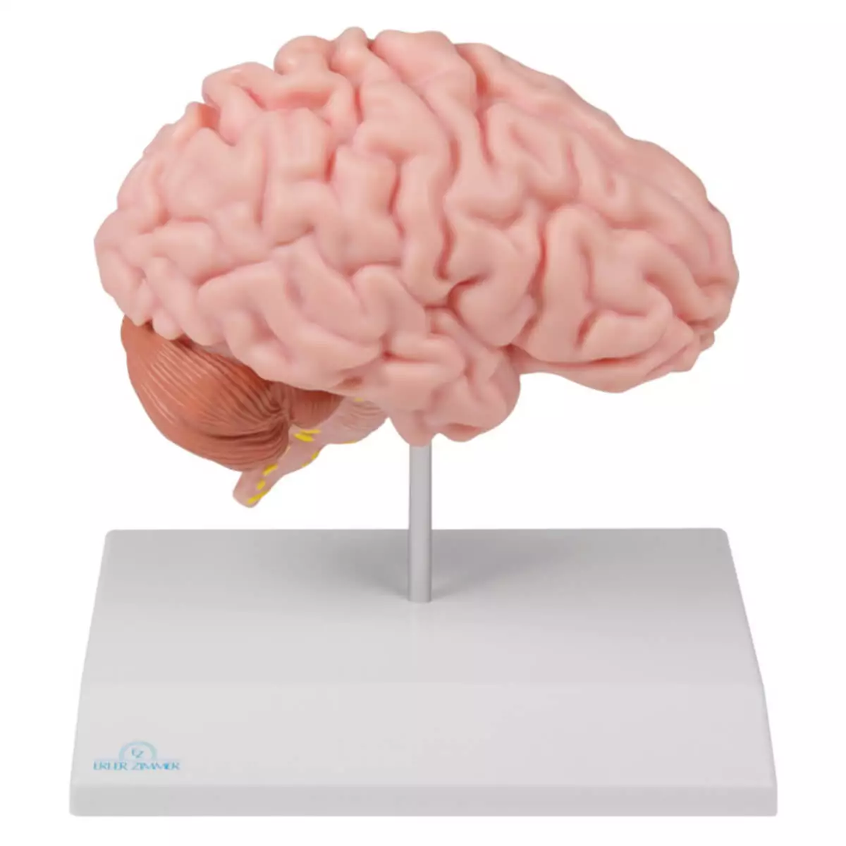  Modell anatomische Gehirnhälfte für EZ Augmented Anatomy Lern App