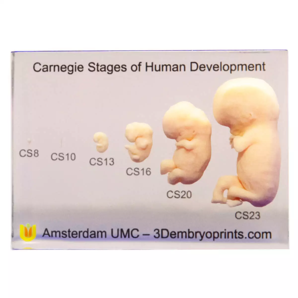  Embryomodelle der Carnegie-Stadien