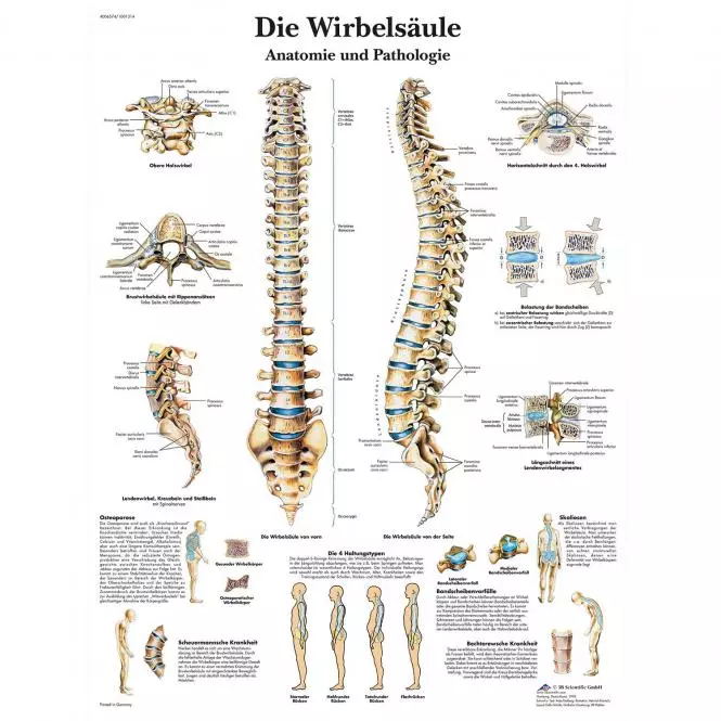  Lehrtafel – Die menschliche Wirbelsäule
