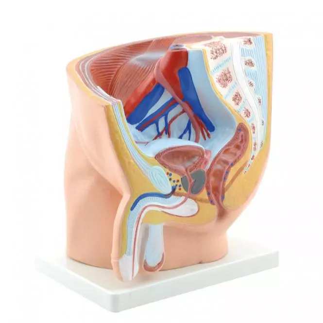  Modell Anatomisches Becken männlich
