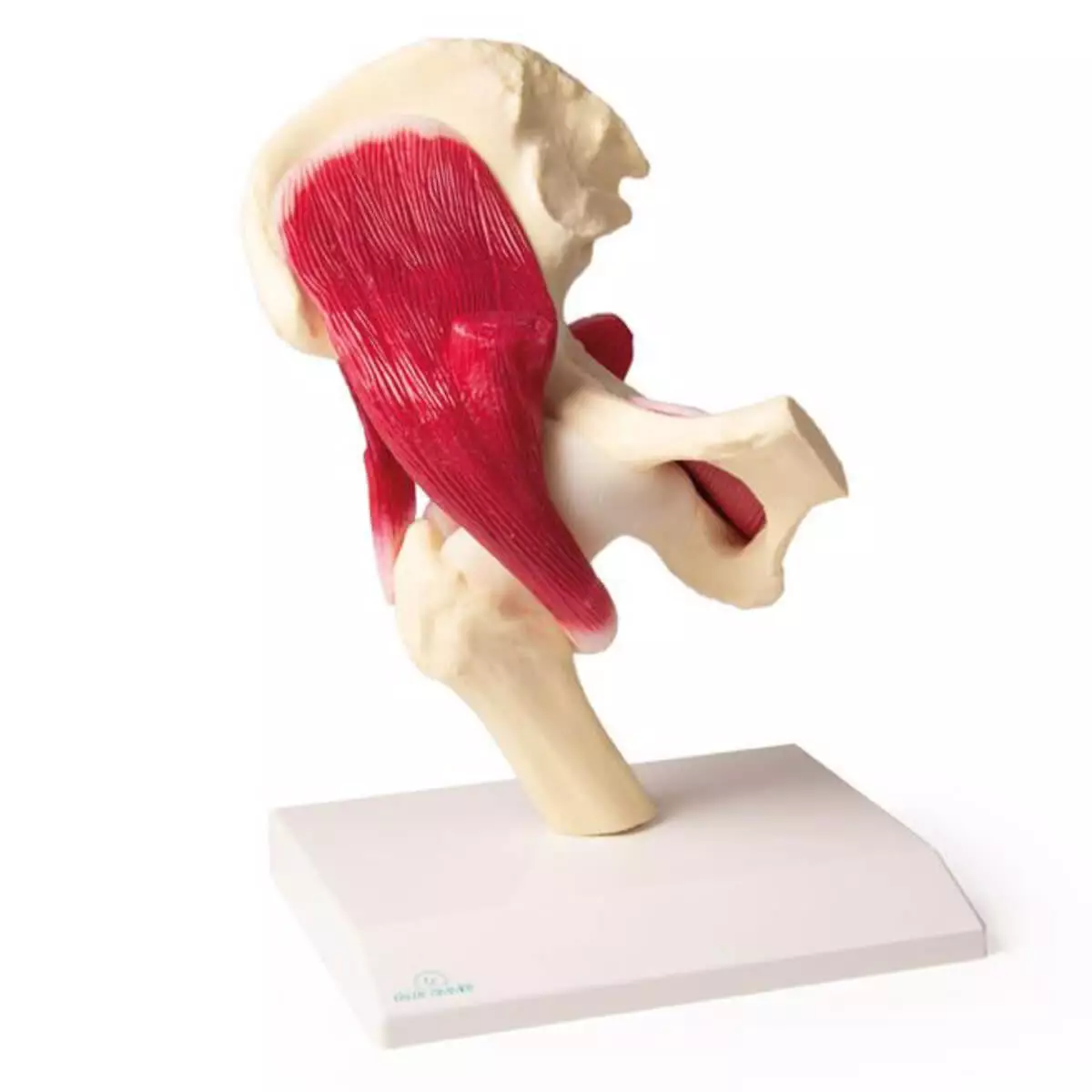  Modell Hüftgelenk mit Muskulatur