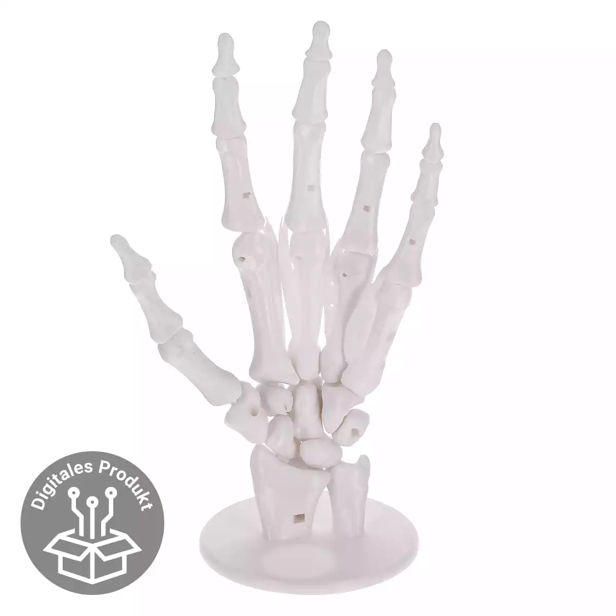 Anatomisches 3D-Puzzle der Hand "Manus"