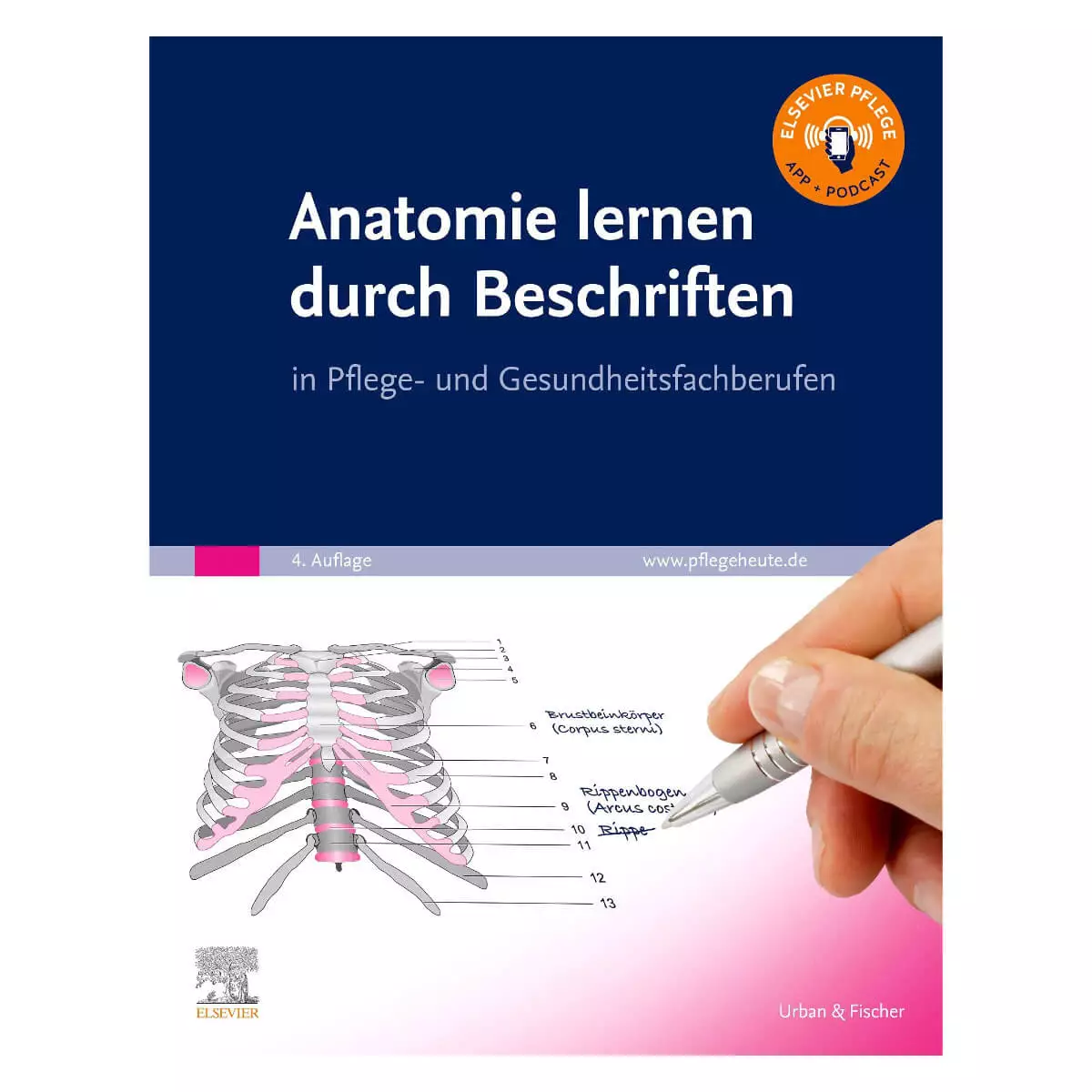  Anatomie lernen durch Beschriften