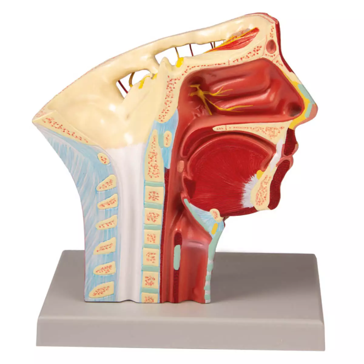  Modell Arterien des Kopfes