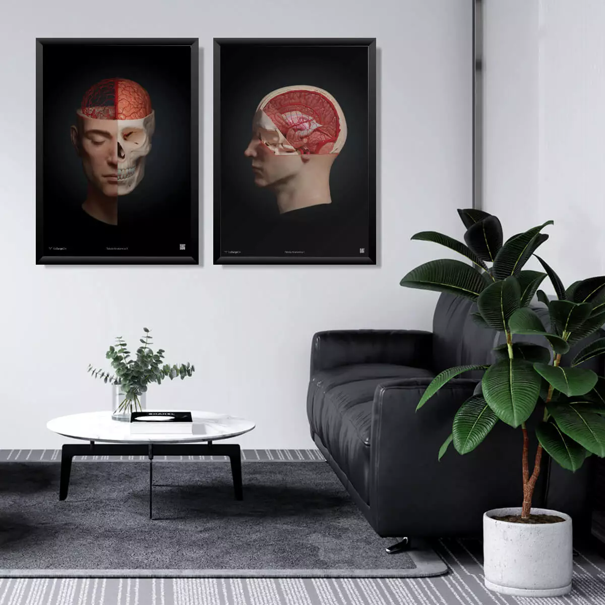  AnatomyARt Collection