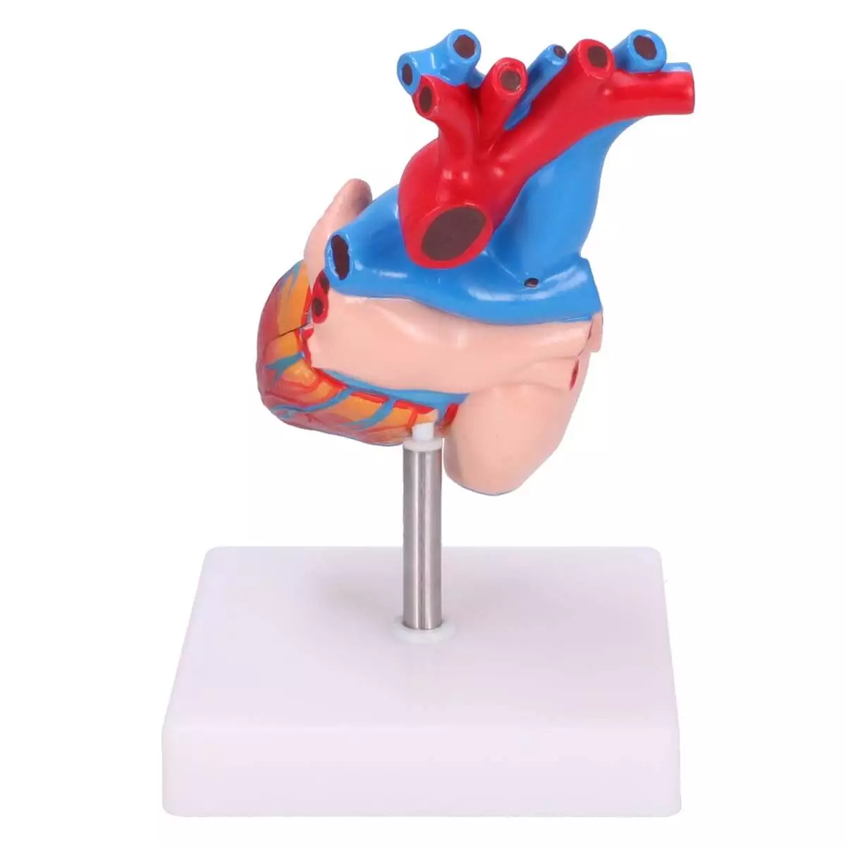  Anatomisches Herz-Modell