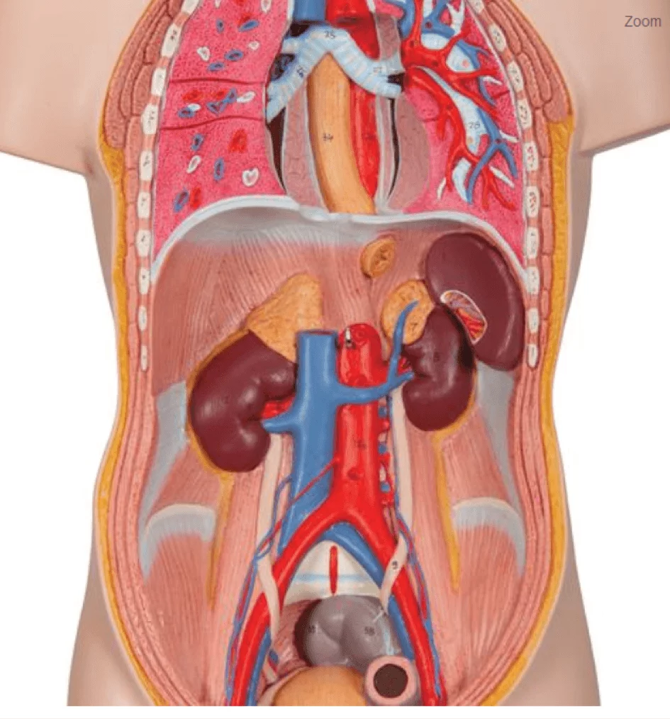  Modell Mini-Torso