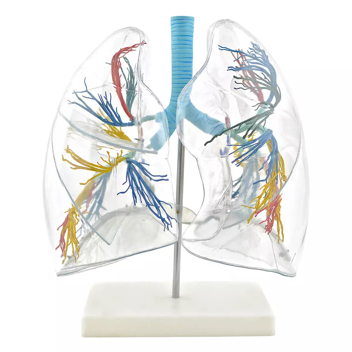  Transparentes Lungenmodell mit Bronchialbaum