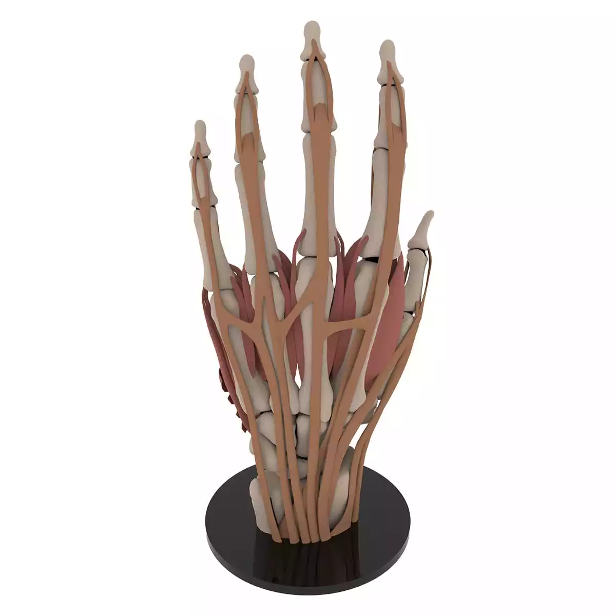  Anatomisches Hand-Modell "Manus"