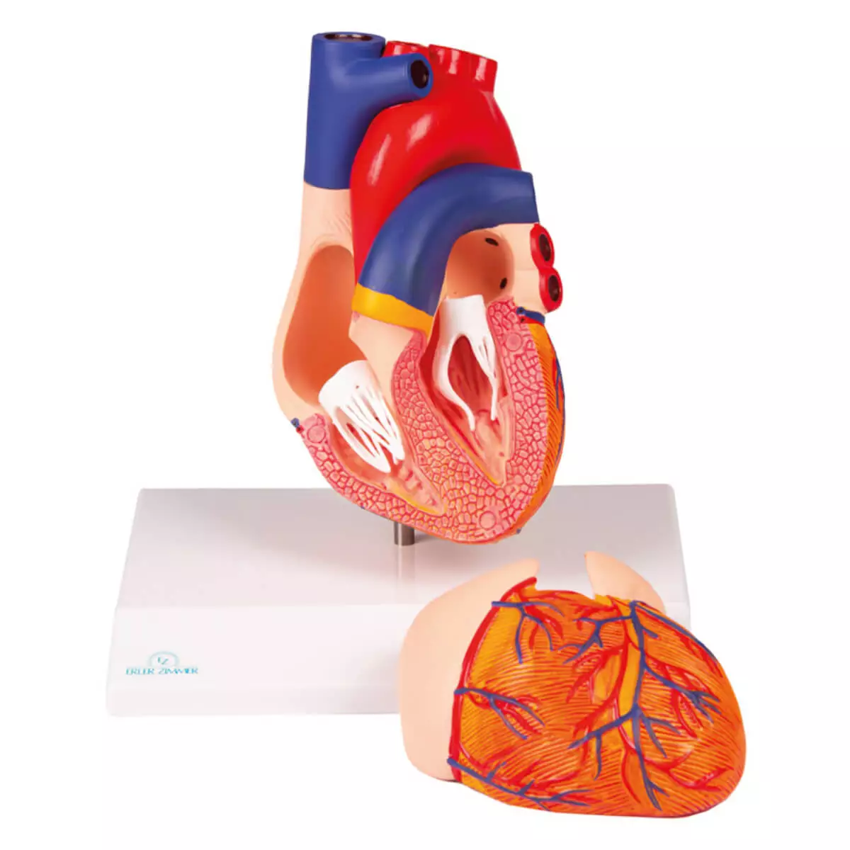 Modell Herz für EZ Augmented Anatomy Lern App
