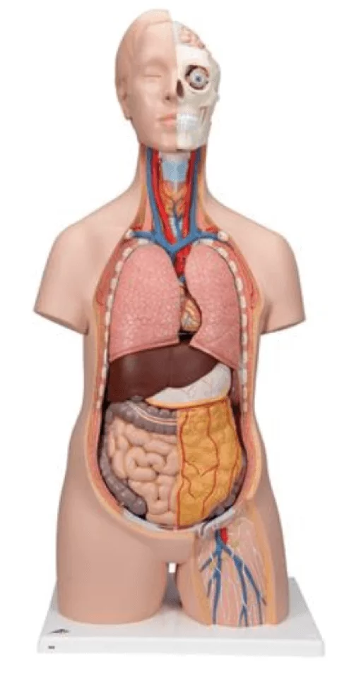  Modell Standard-Torso
