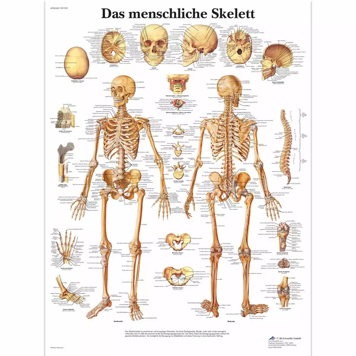  Lehrtafel – Das menschliche Skelett