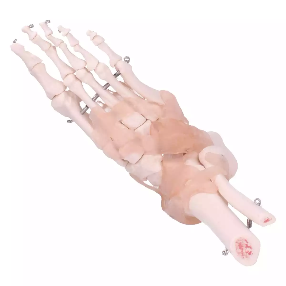  Modell Anatomisches Fuß-Skelett
