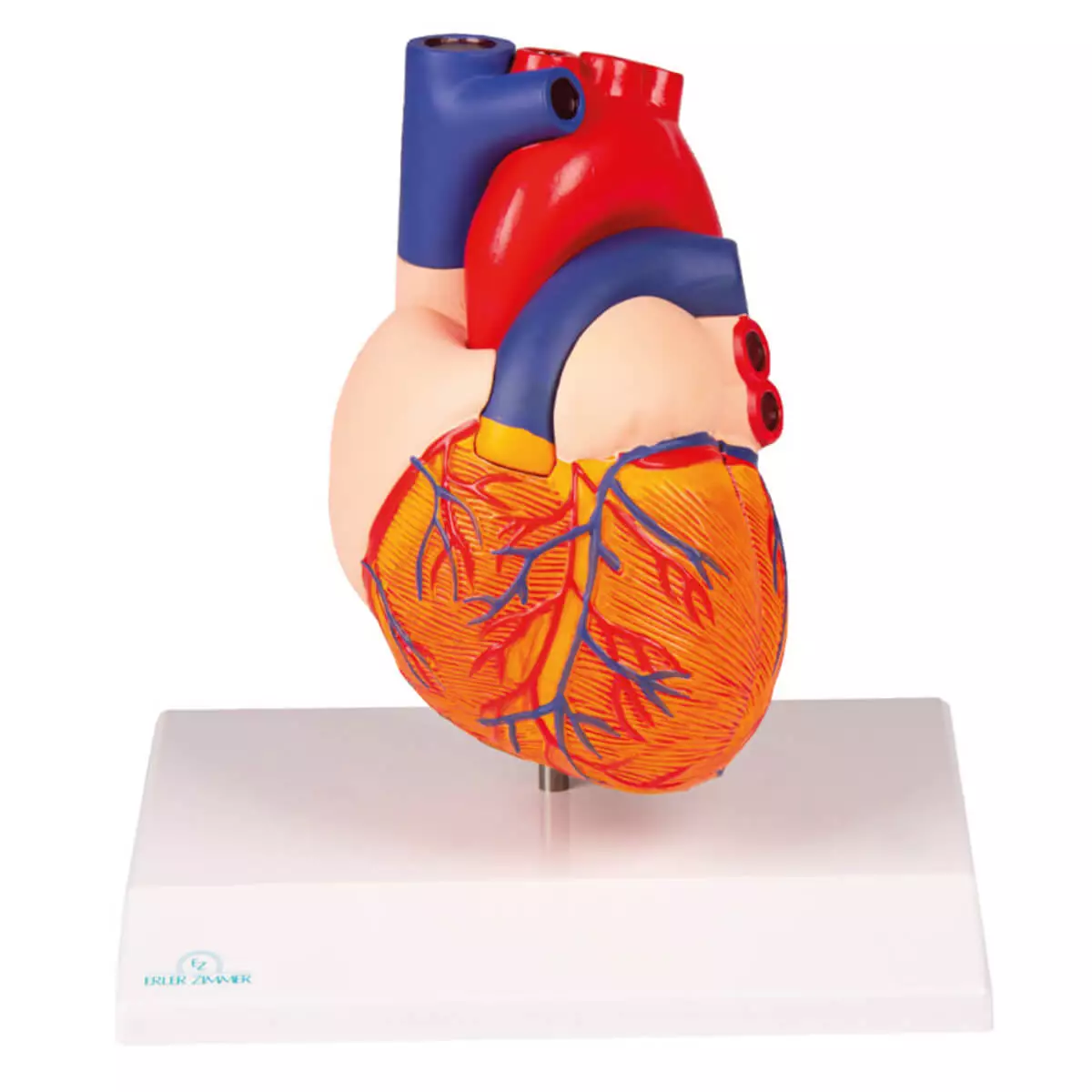  Modell Herz für EZ Augmented Anatomy Lern App