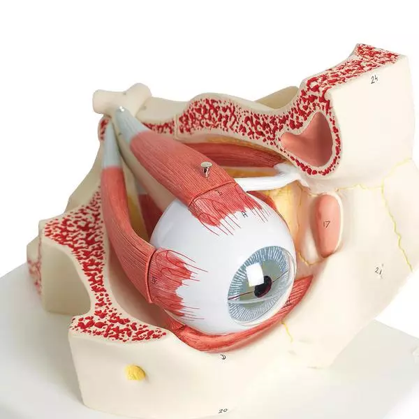  Modell Auge in Augenhöhle