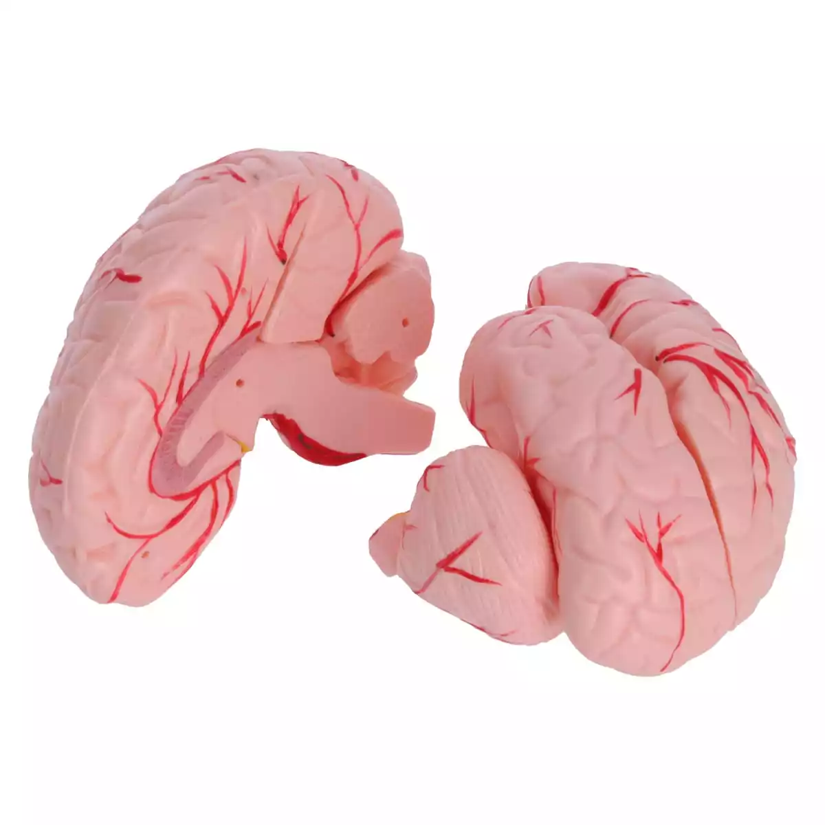  Anatomisches Kopfmodell mit Gehirn