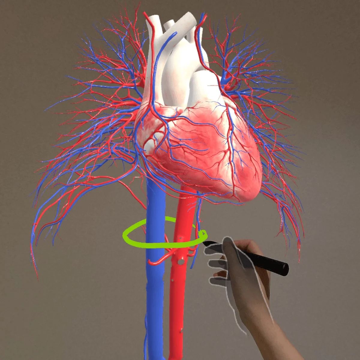  Mixed-Reality Anatomie-App "Corpus" für Meta Quest 3/3S