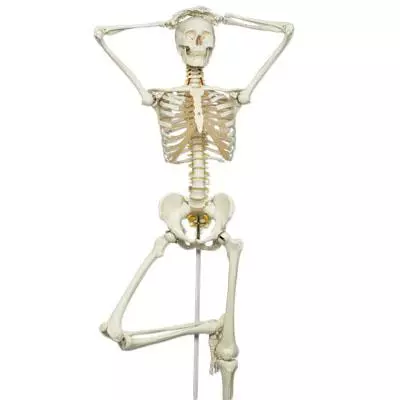  Skelett Fred